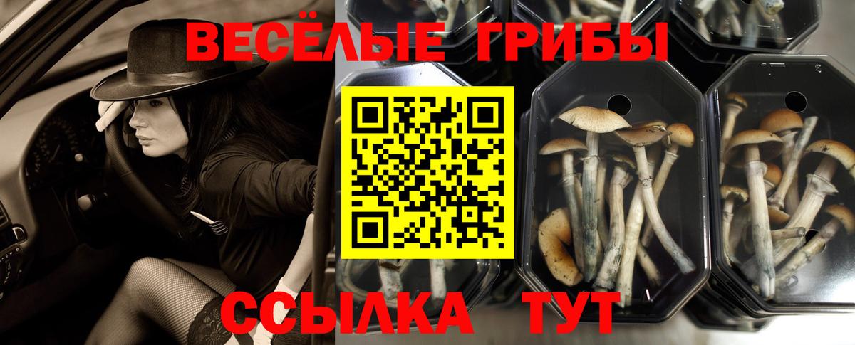 Псилоцибиновые грибы Psilocybe  Псилоцибиновые грибы мицелий  Вход с VPN  Кировск 
